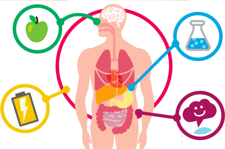 metabolismo
